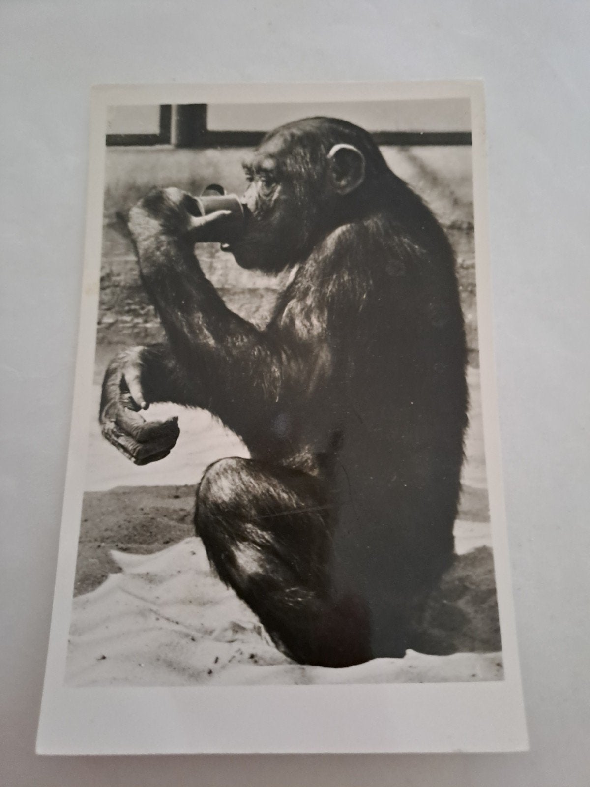 Blijdorp, Jimmy, Chimpansee, Ophalen of Verzenden