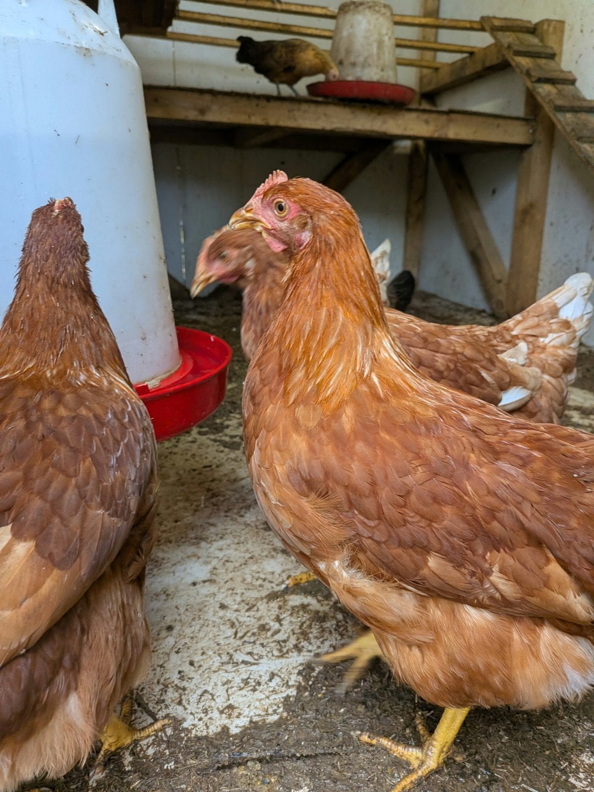BRUINE LEGKIPPEN 8 STUKS, Dieren en Toebehoren, Vrouwelijk, Kip