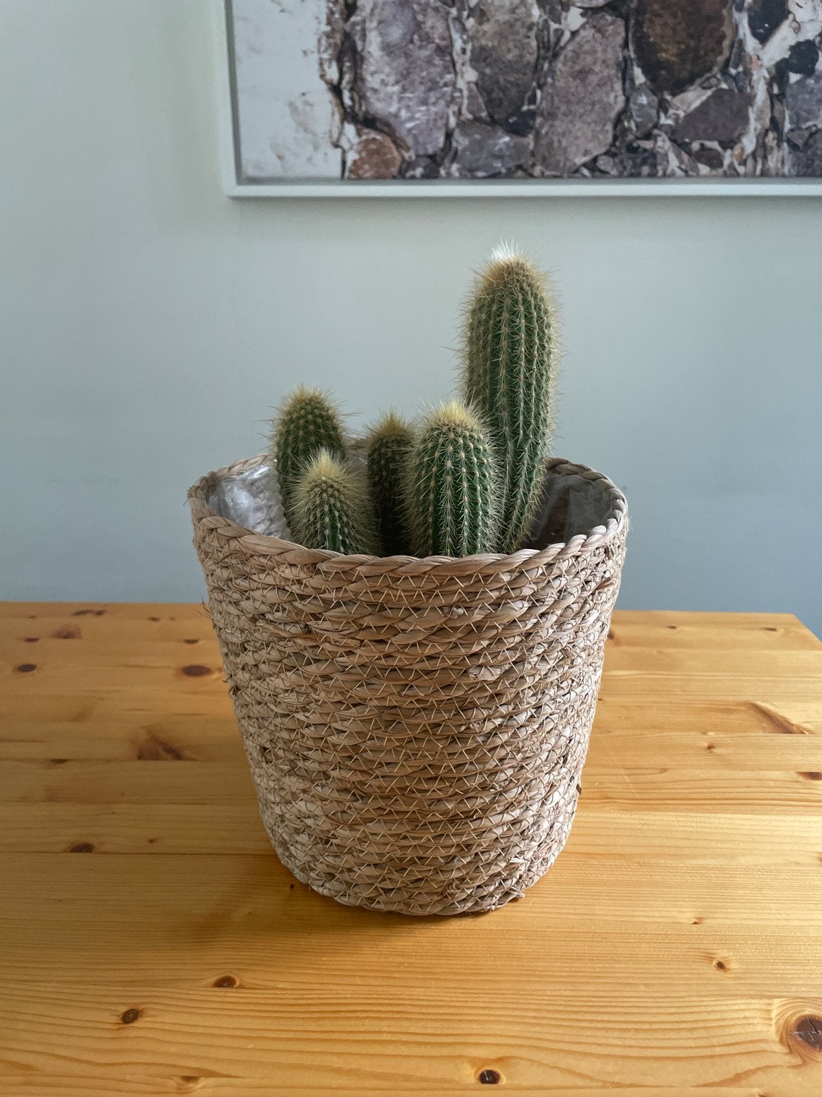 Cactus in rieten pot, Ophalen, Minder dan 100 cm, In pot, Cactus