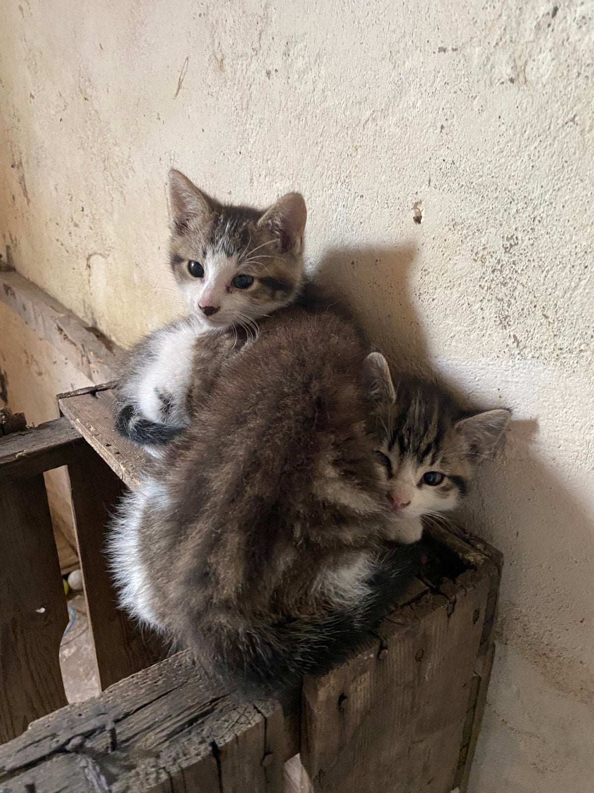 Boerderij kittens (katers), Kater, Kortharig, 0 tot 2 jaar