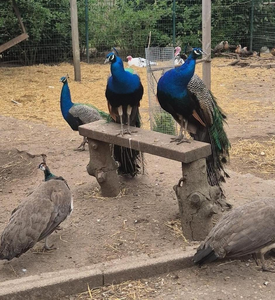 Pauwen, Meerdere dieren, Overige soorten