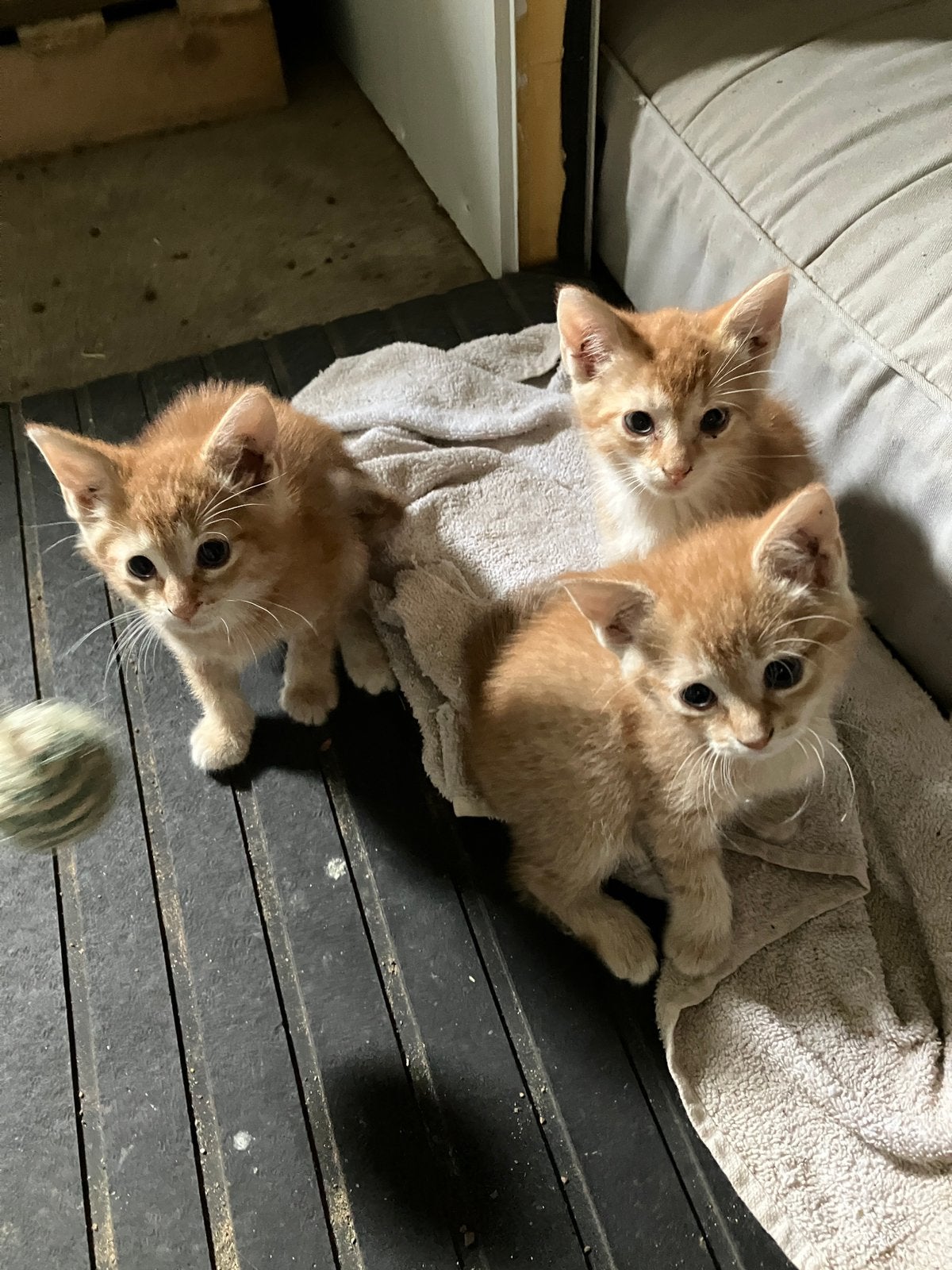 Drie lieve rode kittens, Poes, Ontwormd, 0 tot 2 jaar