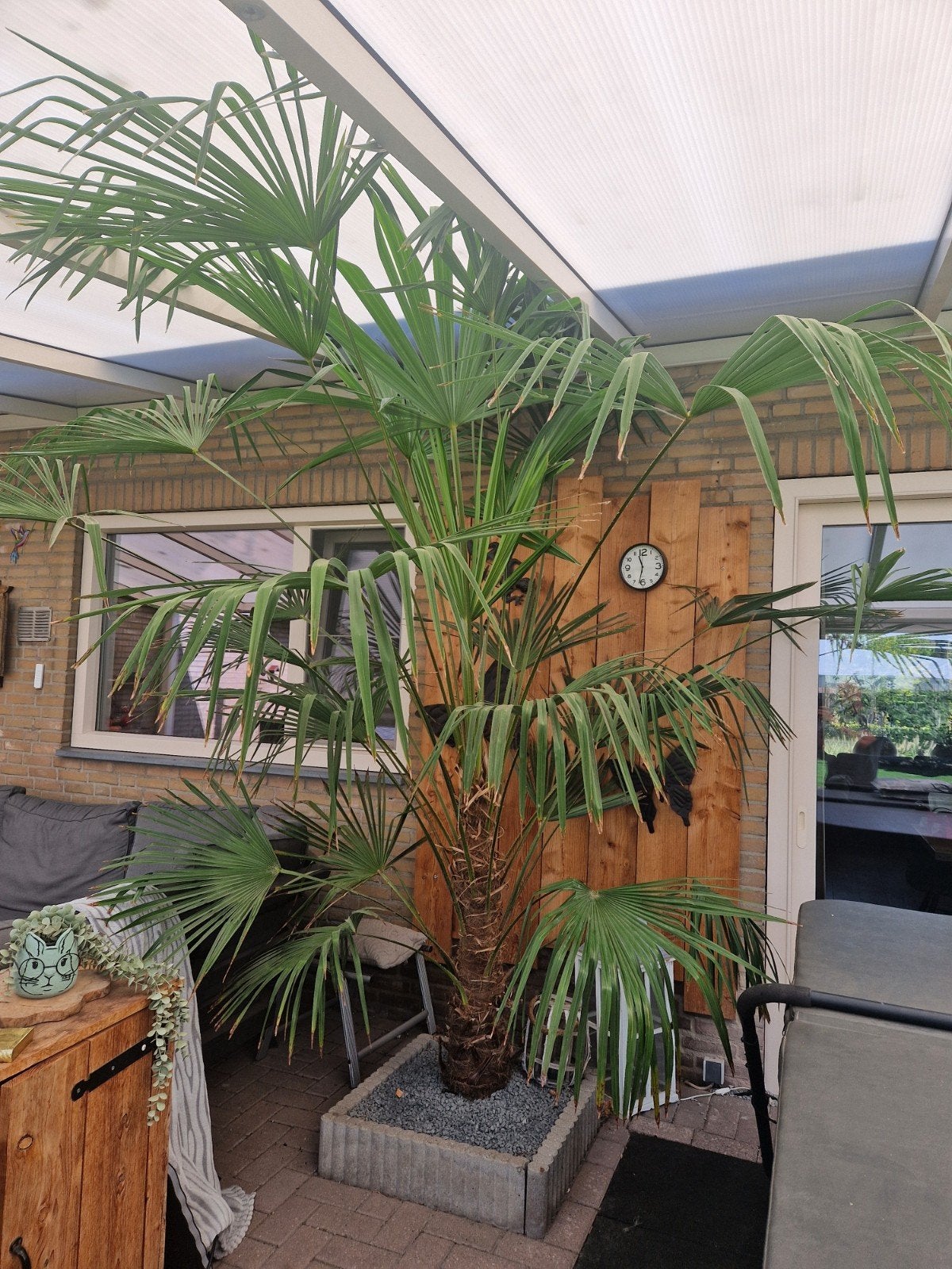 Trachycarpus Fortunei (Chinese Waaierpalm) - 3m hoog, Volle zon, Vaste plant, Bloeit niet, Ophalen