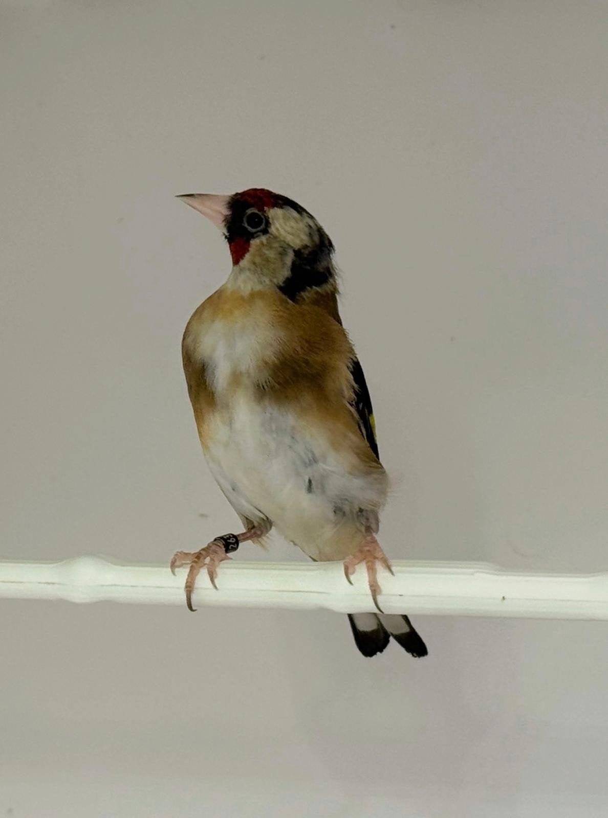 kleine Parva 2025, Dieren en Toebehoren, Vogels | Overige Vogels, Vrouwelijk, Wildzangvogel, Geringd
