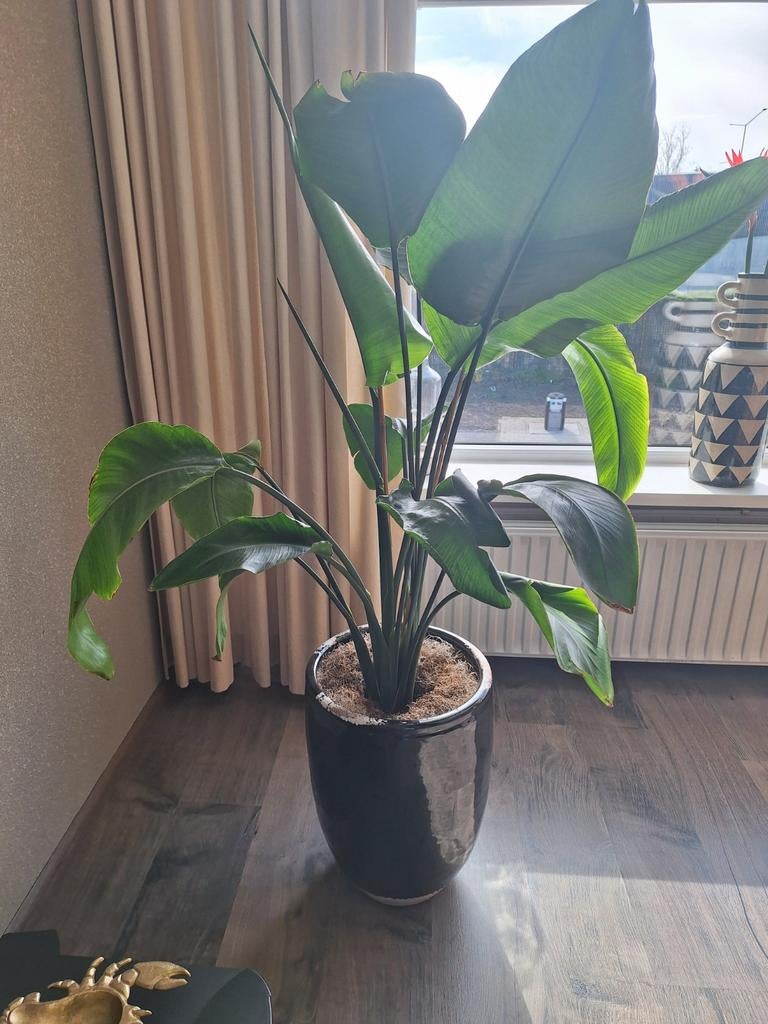 Grote Strelitia zonder pot!, Ophalen of Verzenden, Halfschaduw, Minder dan 100 cm