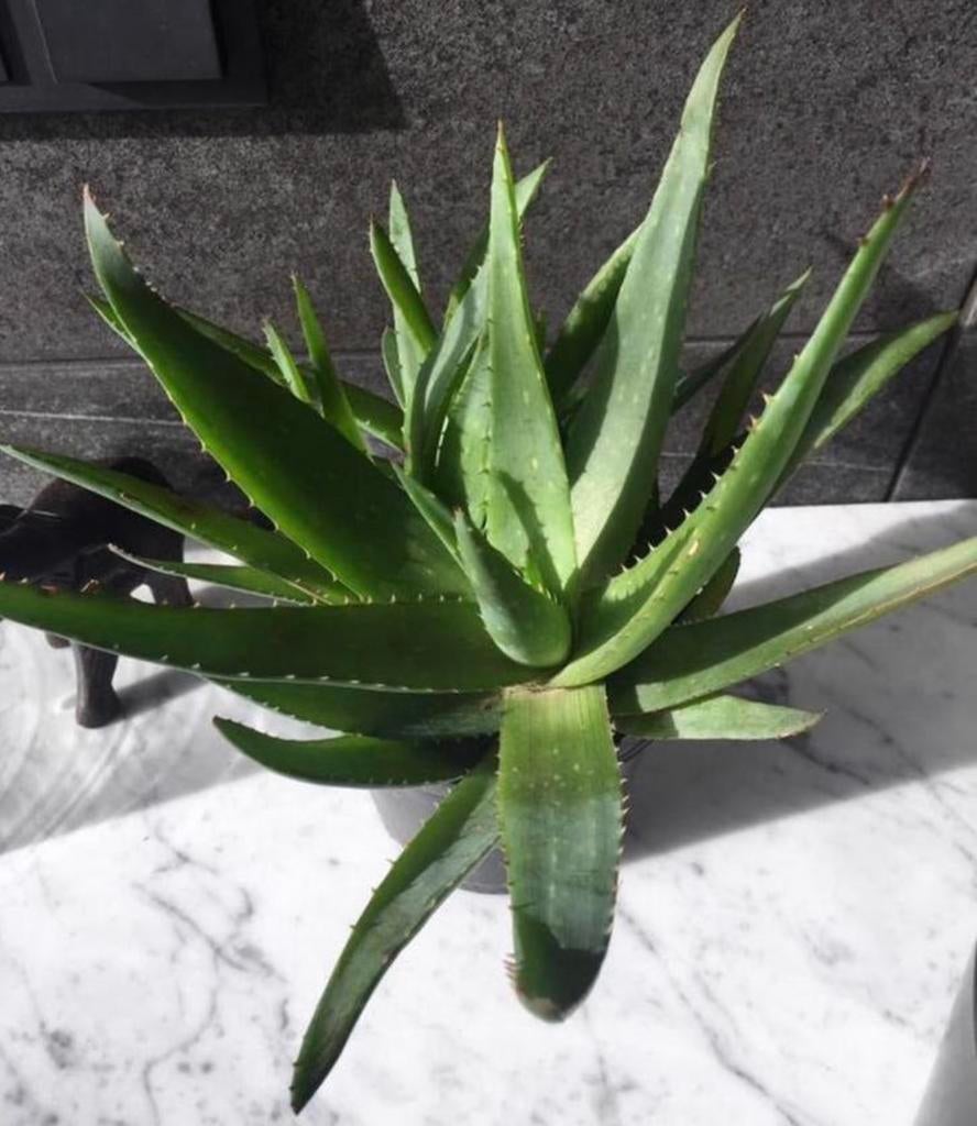 Bio Aloe Vera stekjes en planten met of zonder pot, Ophalen