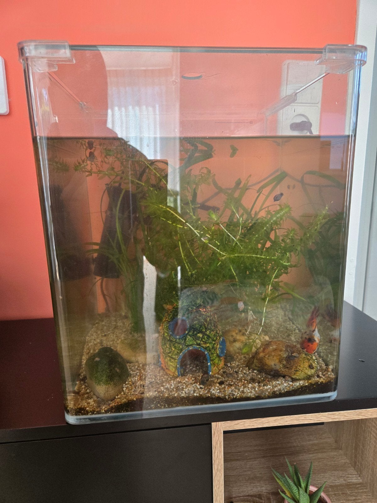 Aquarium met of zonder vissen, Ophalen, Inclusief planten, Gebruikt, Gevuld zoetwateraquarium