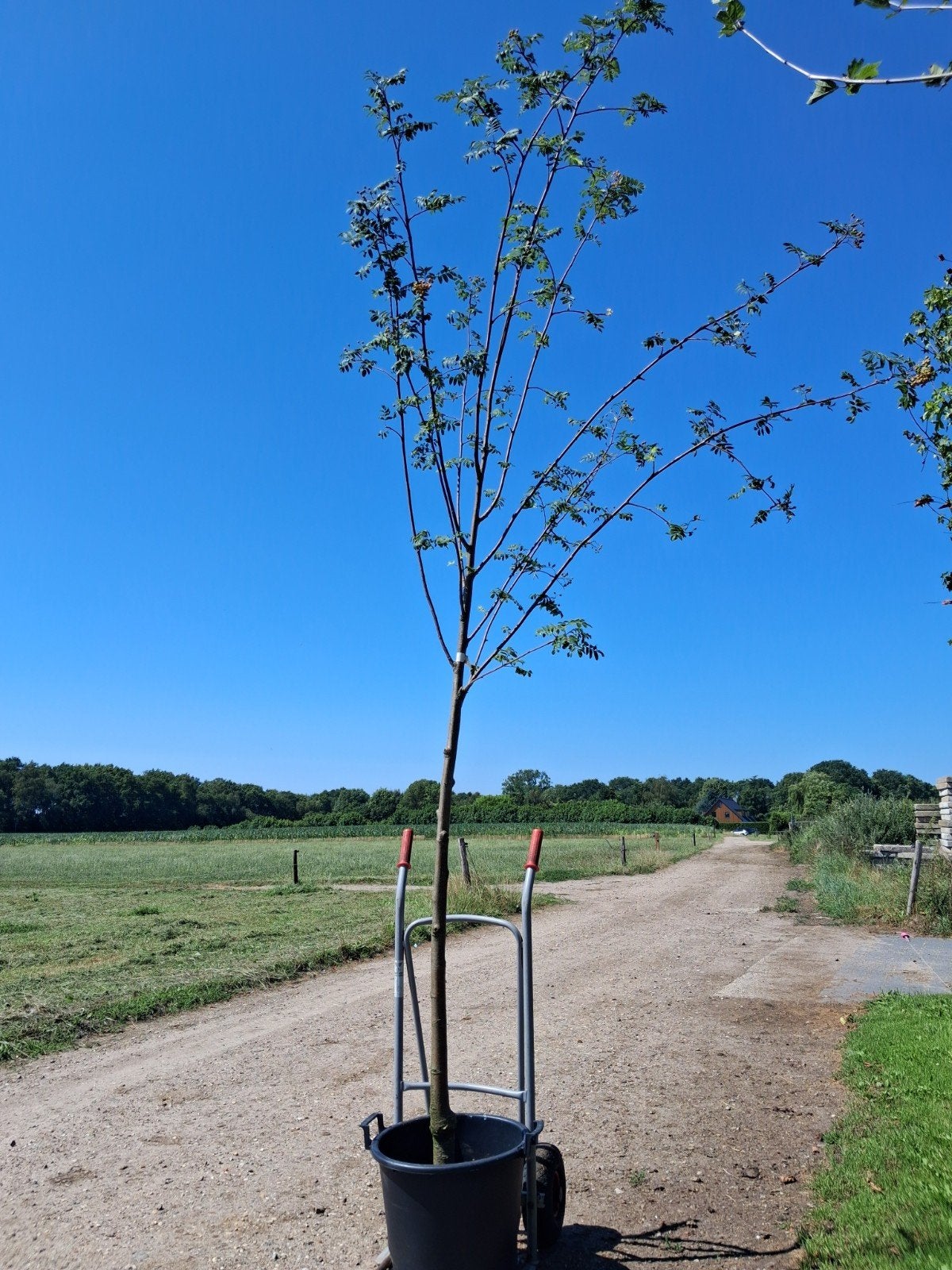 Lijsterbes (Sorbus aucuparia) - boom in pot, In pot, Halfschaduw, 250 tot 400 cm, Overige soorten