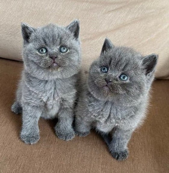 Britse Korthaar Kittens, Meerdere dieren, Ontwormd, 0 tot 2 jaar