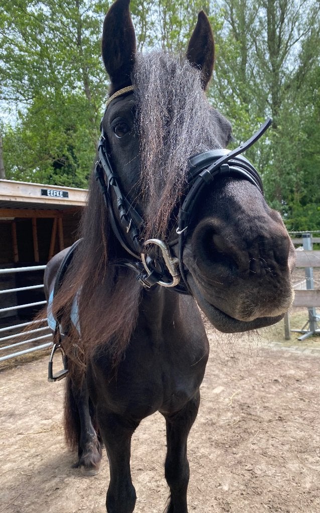 Stukje grasland te huur gevraagd  omgeving TRIEMEN, Dieren en Toebehoren, Stalling en Weidegang, Weidegang, 2 of 3 paarden of pony's