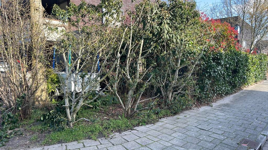 5 struik haag bomen Portugese laurierhaag, Tuin en Terras, Planten | Struiken en Hagen, Ophalen, Laurier, Struik, 100 tot 250 cm