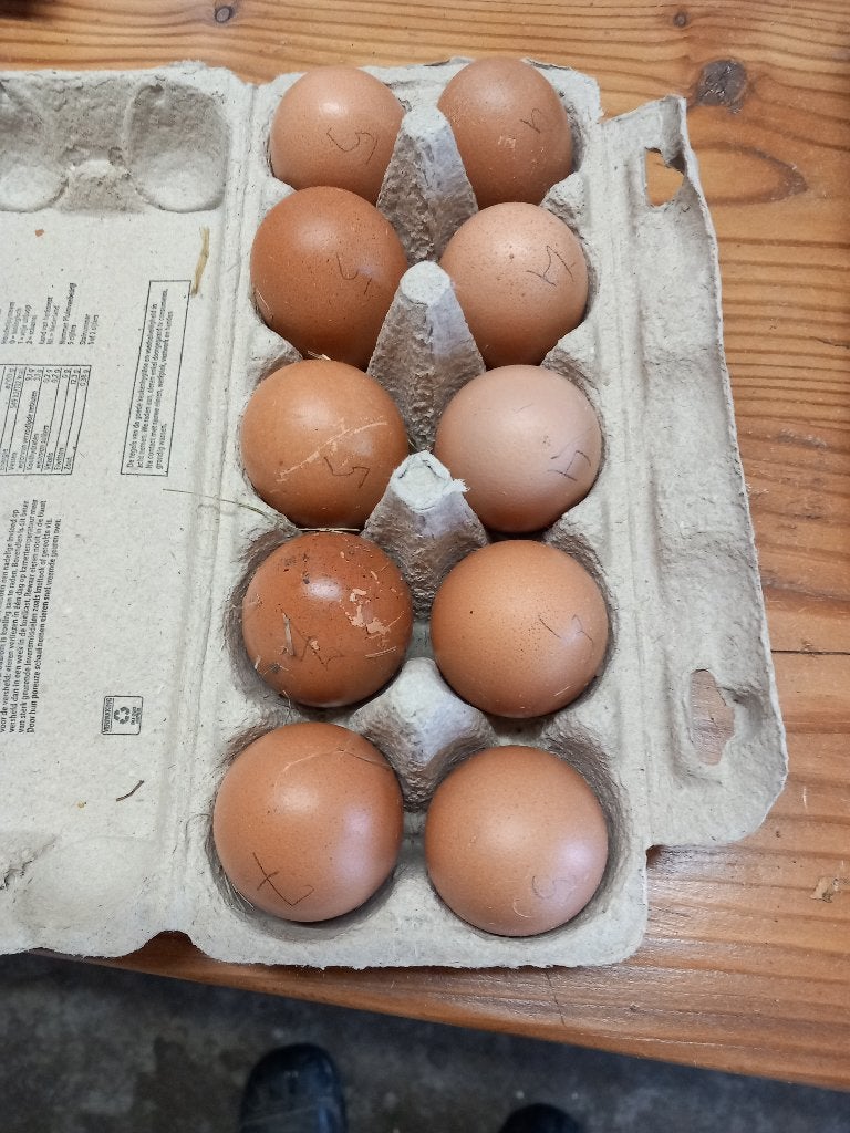 broedeieren, Dieren en Toebehoren, Pluimvee, Geslacht onbekend, Kip