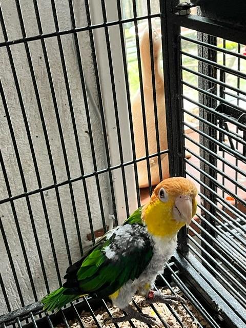 Caique, Dieren en Toebehoren, Vogels | Parkieten en Papegaaien, Mannelijk, Papegaai, Geringd