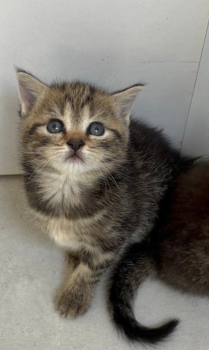 brown/black tabby Britse korhaar kittens, Dieren en Toebehoren, Poes, Gechipt, 0 tot 2 jaar