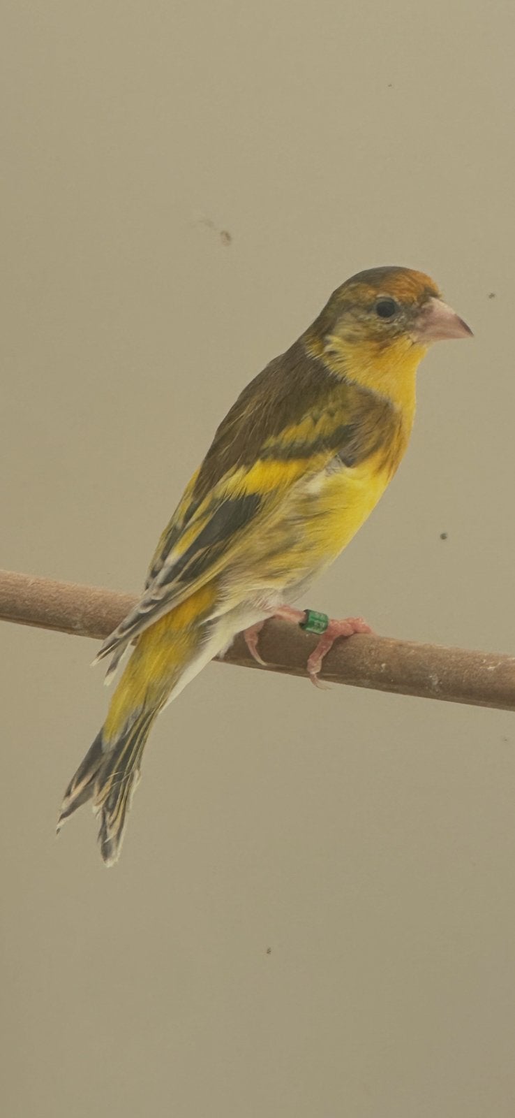 Putter bastaard geel bont jaspis van 2026, Dieren en Toebehoren, Mannelijk, Wildzangvogel, Geringd