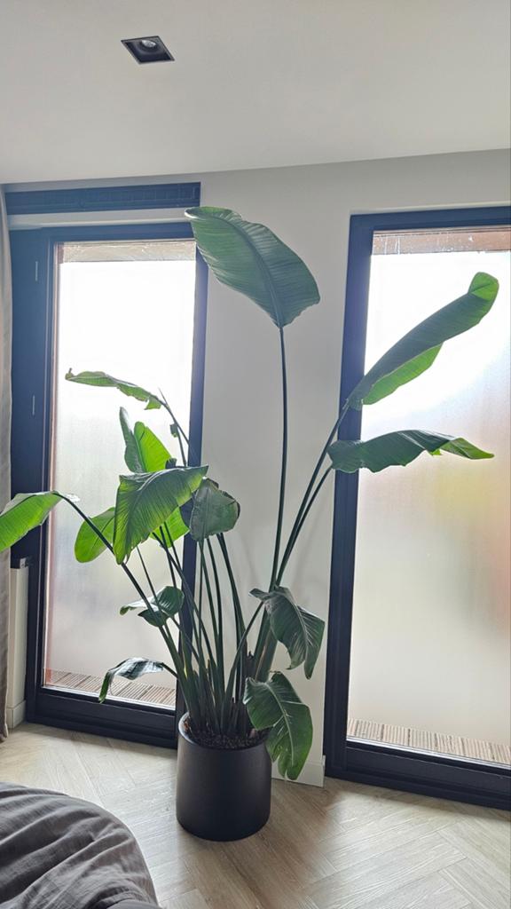 Grote Strelitzia Nicolai - Paradijsvogelplant, 200 cm of meer, Overige soorten, Ophalen of Verzenden, In pot