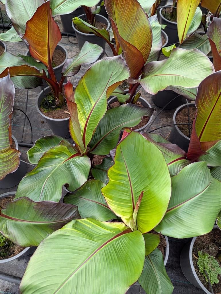 Ensete verticosum maurelli variegated, Tuin en Terras, Planten | Tuinplanten, Ophalen of Verzenden, Overige soorten, Volle zon