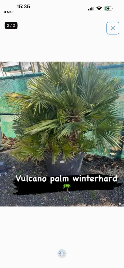 Volle Chamaerops VULCANO palm - 1.80m hoog, 3 stammen, Overige soorten, Volle zon, Vaste plant, Ophalen of Verzenden