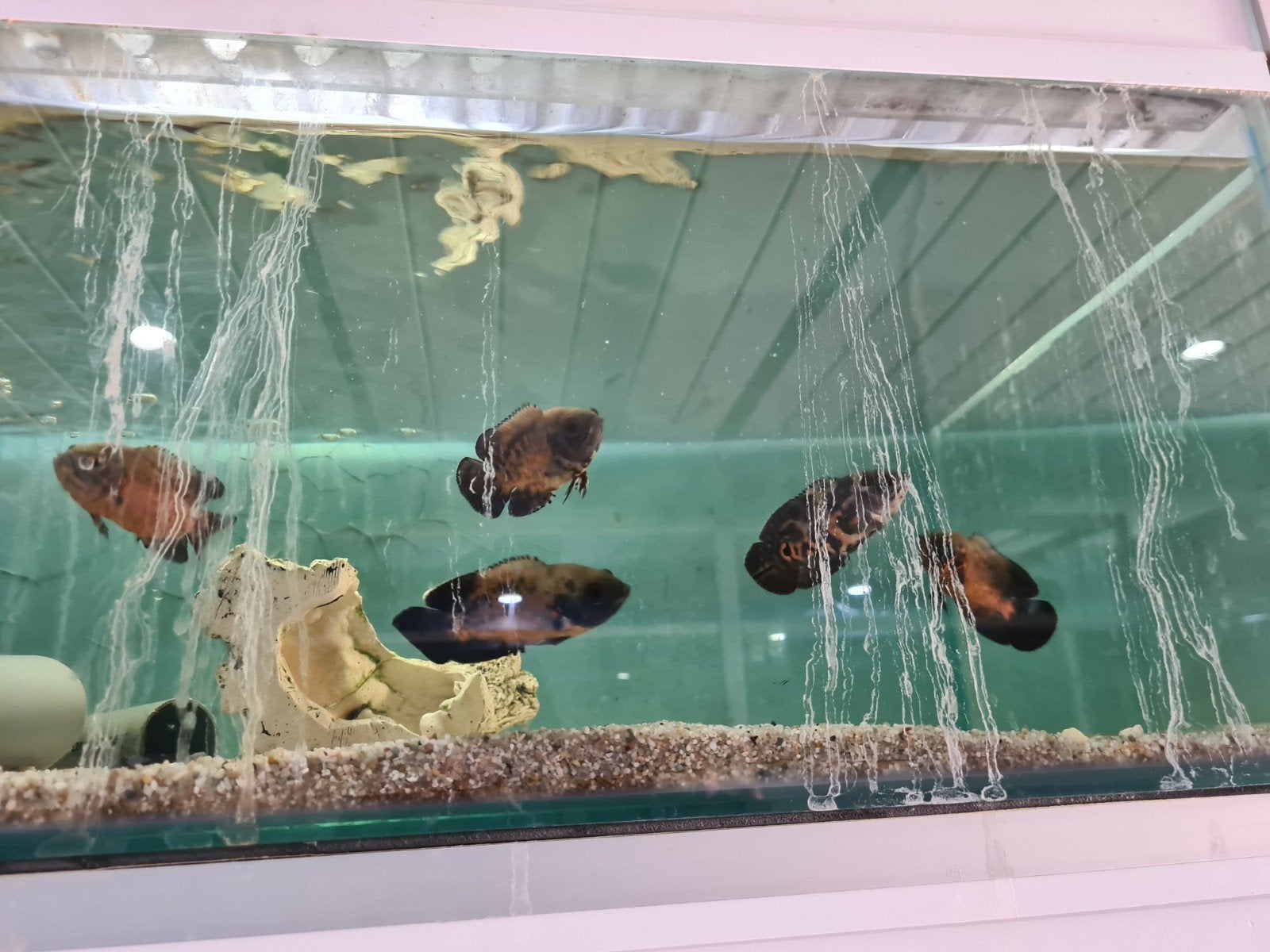 Pauwoog cichliden, Astronotus Ocellatus, Oscar, Dieren en Toebehoren, Vis, Zoetwatervis
