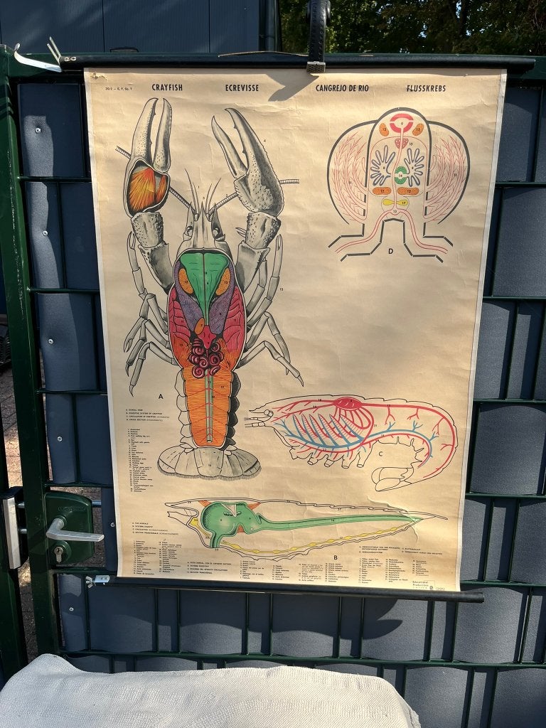 Schoolplaat afbeelding rivierkreeft, Ophalen of Verzenden, Natuur en Biologie