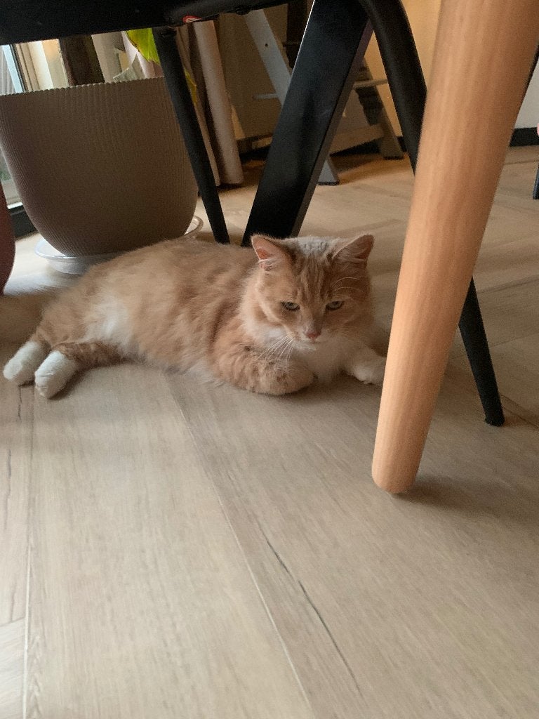 Kater, Kater, Gechipt, 3 tot 5 jaar