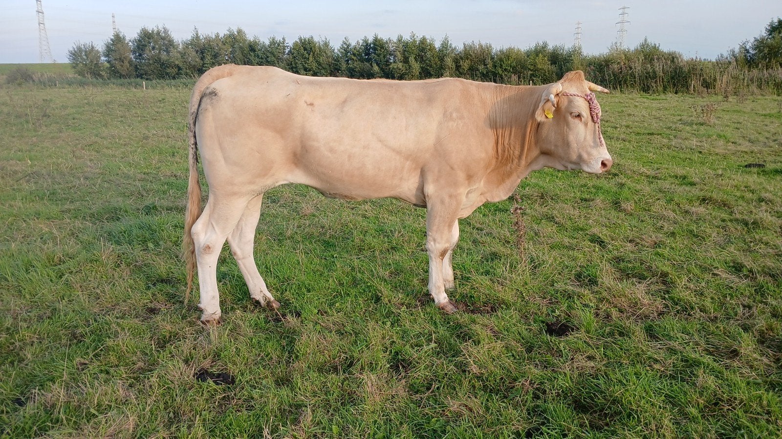 blondes, Dieren en Toebehoren, Vrouwelijk, 3 tot 6 jaar