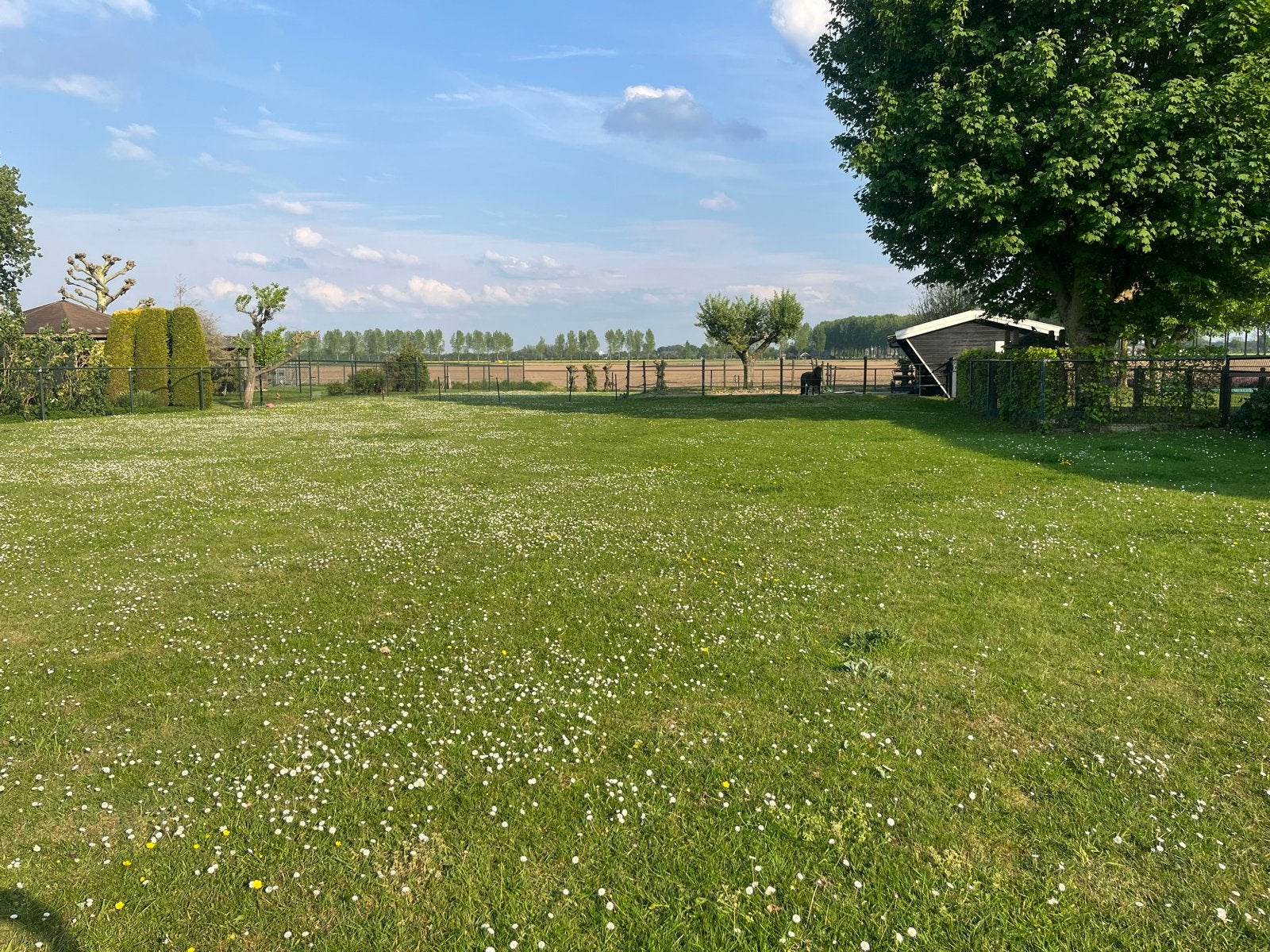Weidegang aan huis voor 1 Shetlander/kleine pony, Stalling
