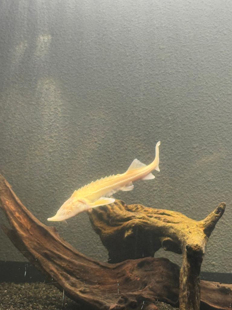 Albino Steur, Vis