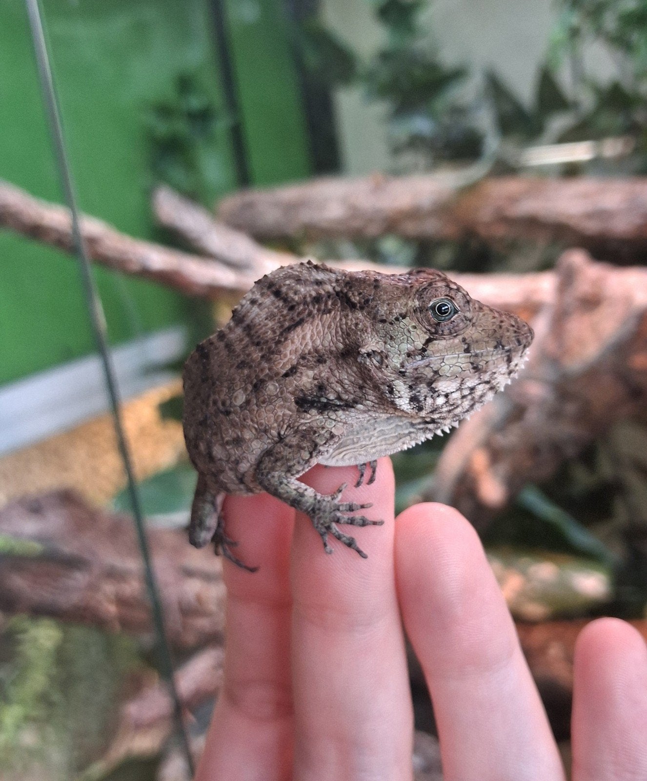 NOG 1 BESCHIKBAAR nk cubaanse valse kameleon Chameleon photo 2