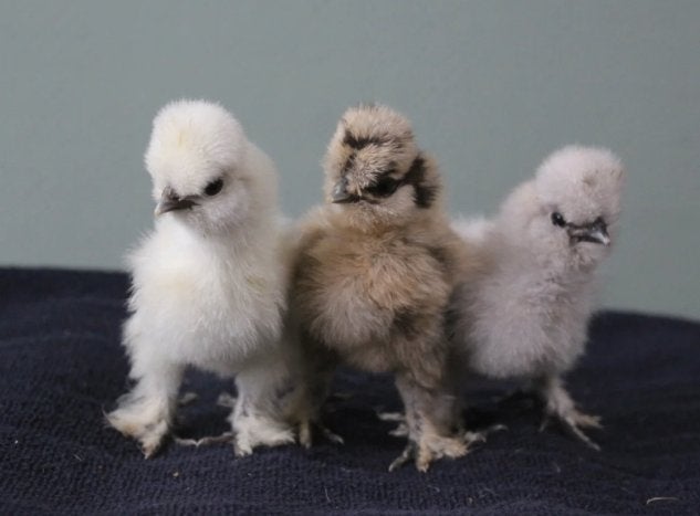 Kuikens of broedeieren gezocht  - liefst zijdehoen, Dieren en Toebehoren, Meerdere dieren, Kip