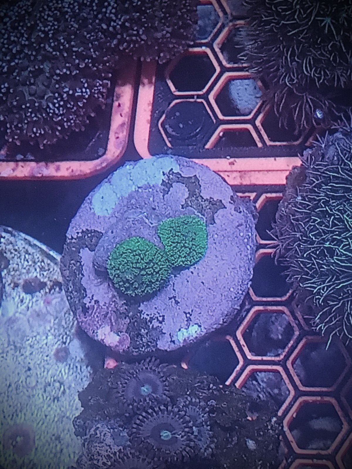 Rhodactis ultra green, Overige typen, Zoutwatervis