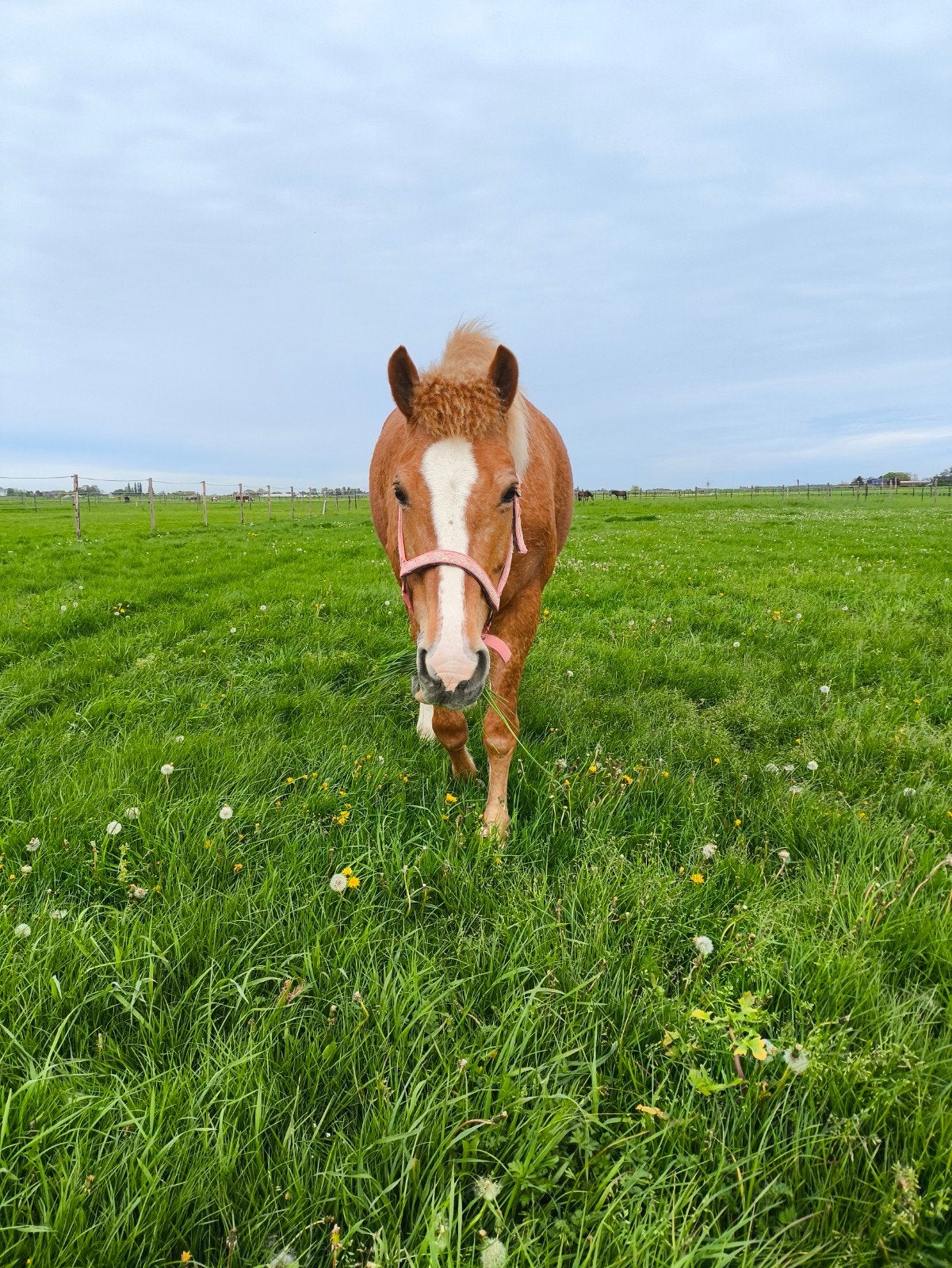 verzorgster gezocht/verzorgpaard aangeboden Leimuiden, Dieren en Toebehoren, Paarden en Pony's | Overige Paardenspullen, Ophalen of Verzenden