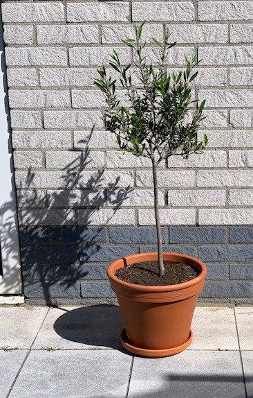 Olijfboom op stam terracotta pot schotel, Tuin en Terras, 100 tot 250 cm, Olijfboom, Zomer, Ophalen