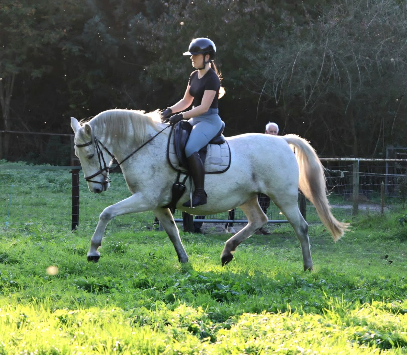 barokke Lipizzaner merrie, dressuurpaard, Merrie, Minder dan 160 cm, Dressuurpaard, 11 jaar of ouder