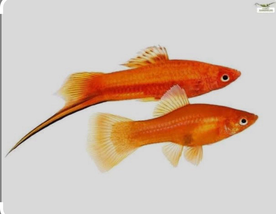 Gezocht: Oranje Zwaarddragers, Dieren en Toebehoren, Vis