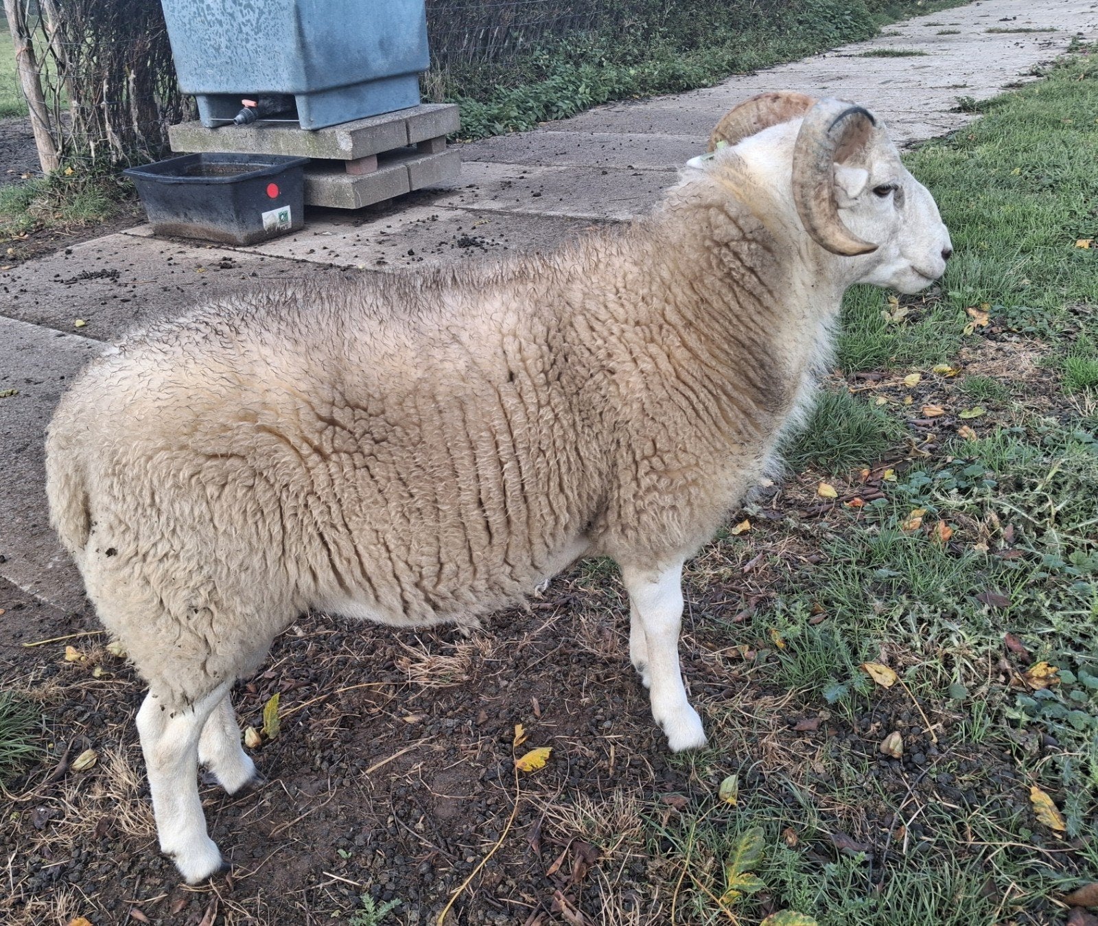 Te koop 1 Wiltshire Horn ram en 2 Barbados Black Belly ooien, Dieren en Toebehoren