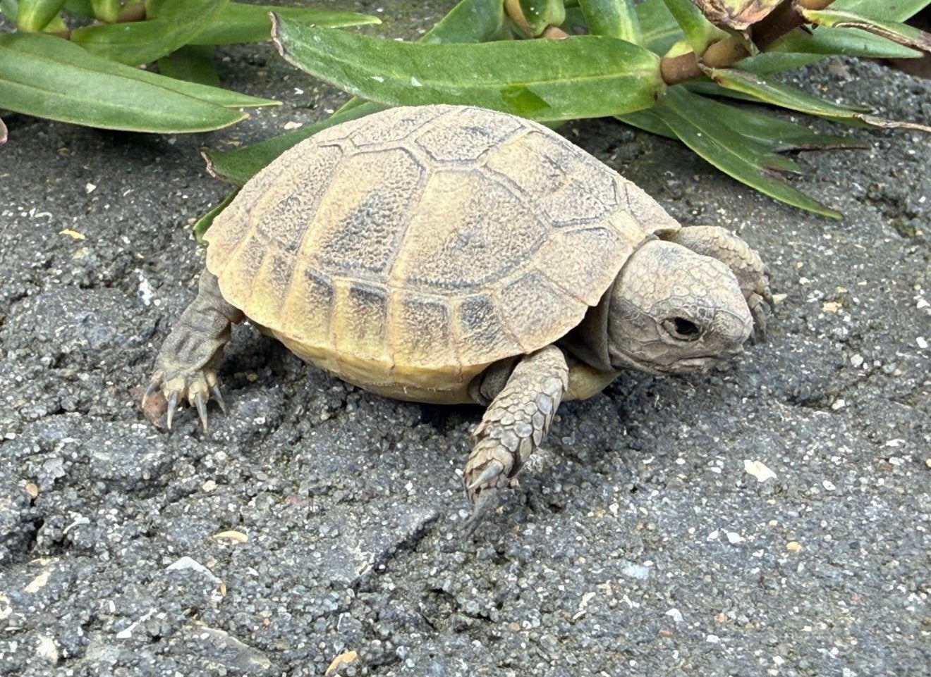 Testudo hermanni boetgerie en testudo marginata Tortoise - unknown for sale from BLOSSOM