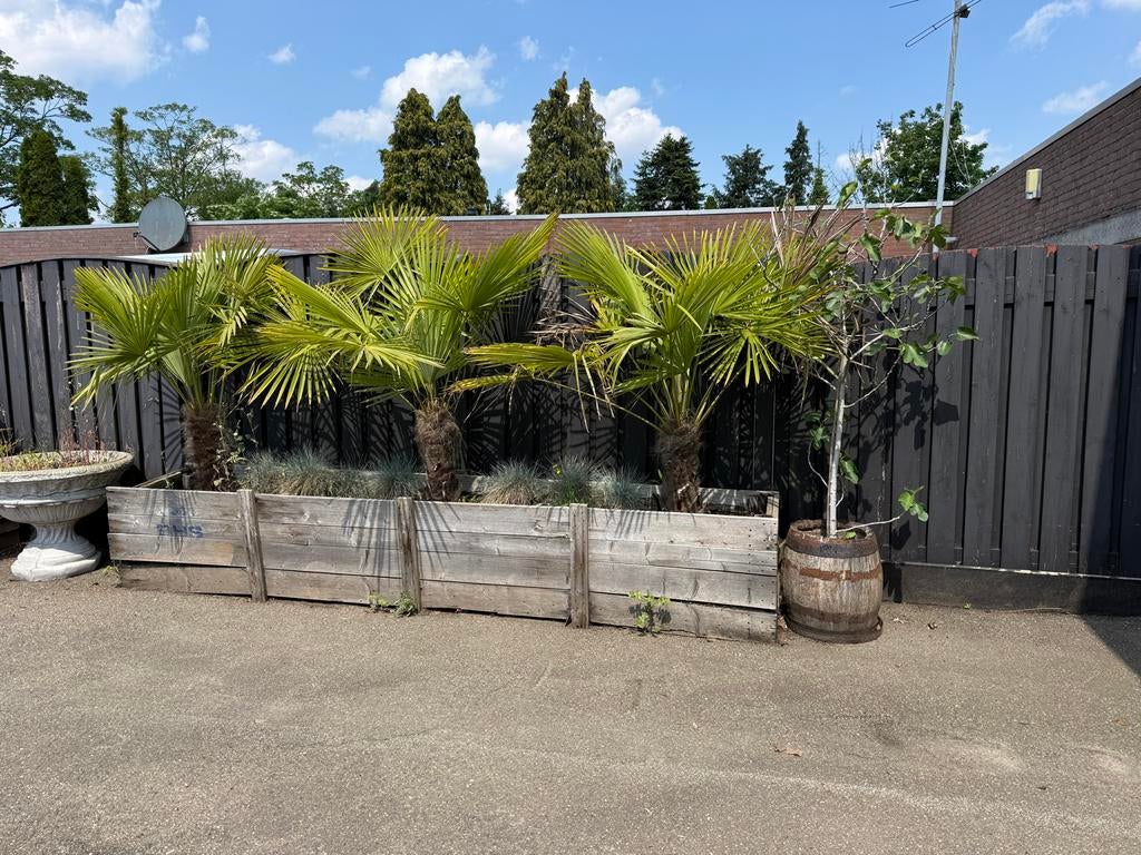 Trachycarpus Fortunei (Hennep Palm), Tuin en Terras, Planten | Bomen, Ophalen