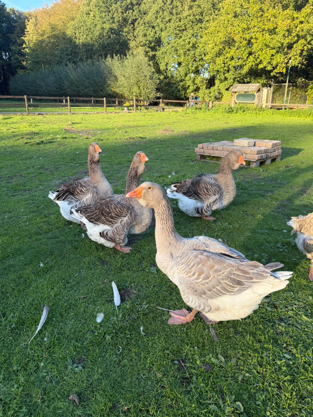 Dwelap Tououse ganzen, Meerdere dieren, Gans of Zwaan