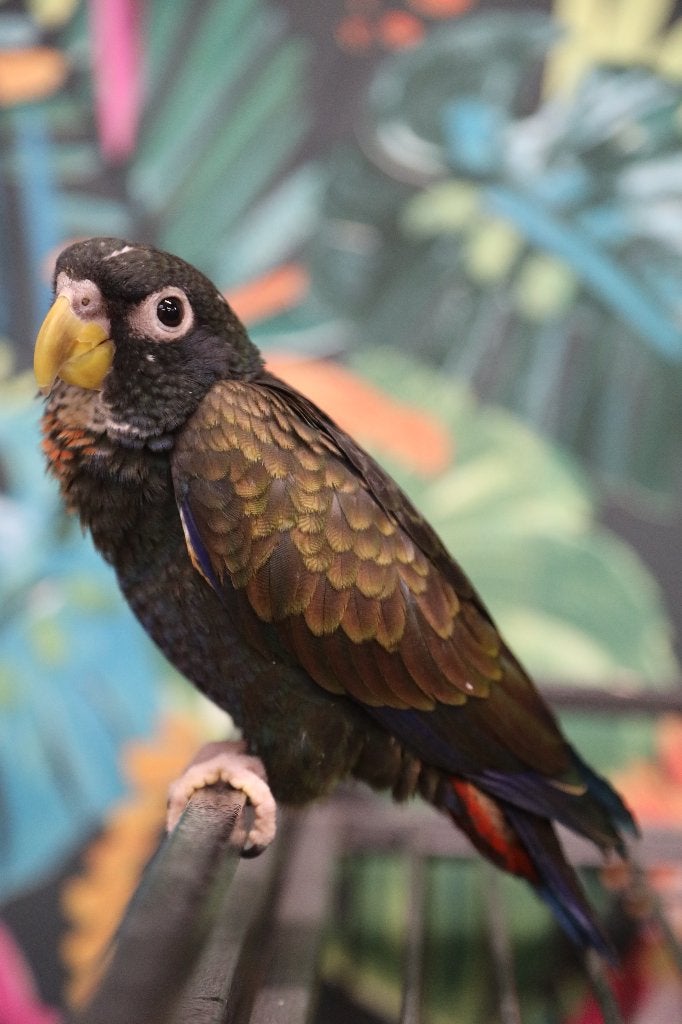 Lieve | Jonge Baby Pionussen Bronsvleugel | Handtam | Getest, Dieren en Toebehoren, Vogels | Parkieten en Papegaaien, Meerdere dieren