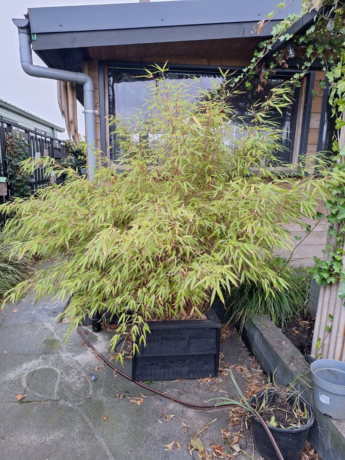 Grote Bamboe in Zwarte Plantenbak, Tuin en Terras, Volle zon, Vaste plant, Bloeit niet, Ophalen