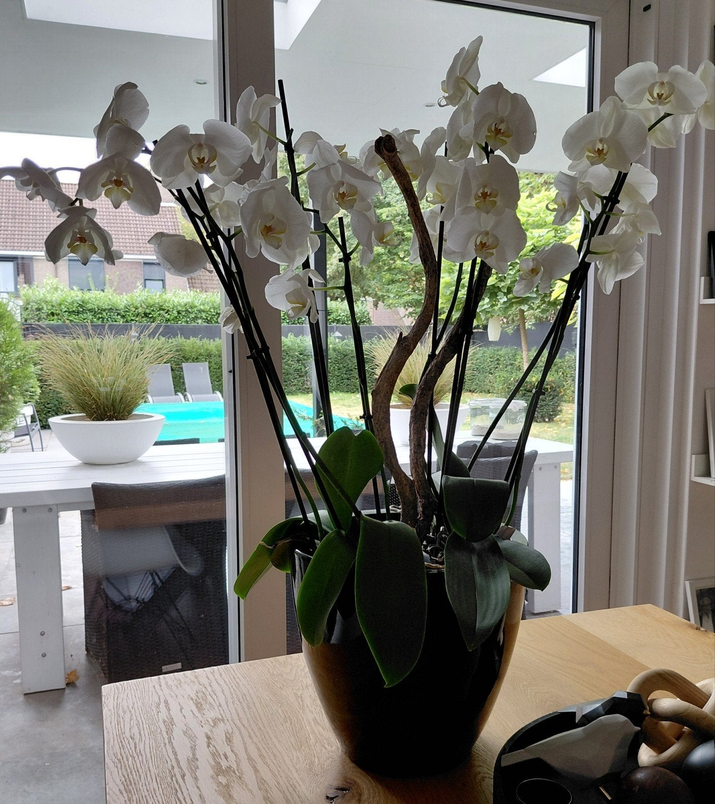 grote pot met orchideen, Ophalen, Zo goed als nieuw