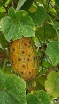 Zaden Kiwano, Tuin en Terras, Ophalen of Verzenden, Zaad