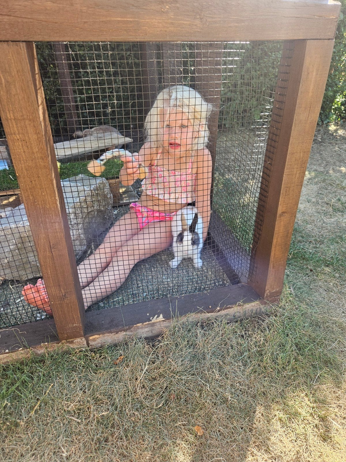 mini-lop dwerg rammetje, Dieren en Toebehoren, Februari, Mannelijk, Overige typen, Tam