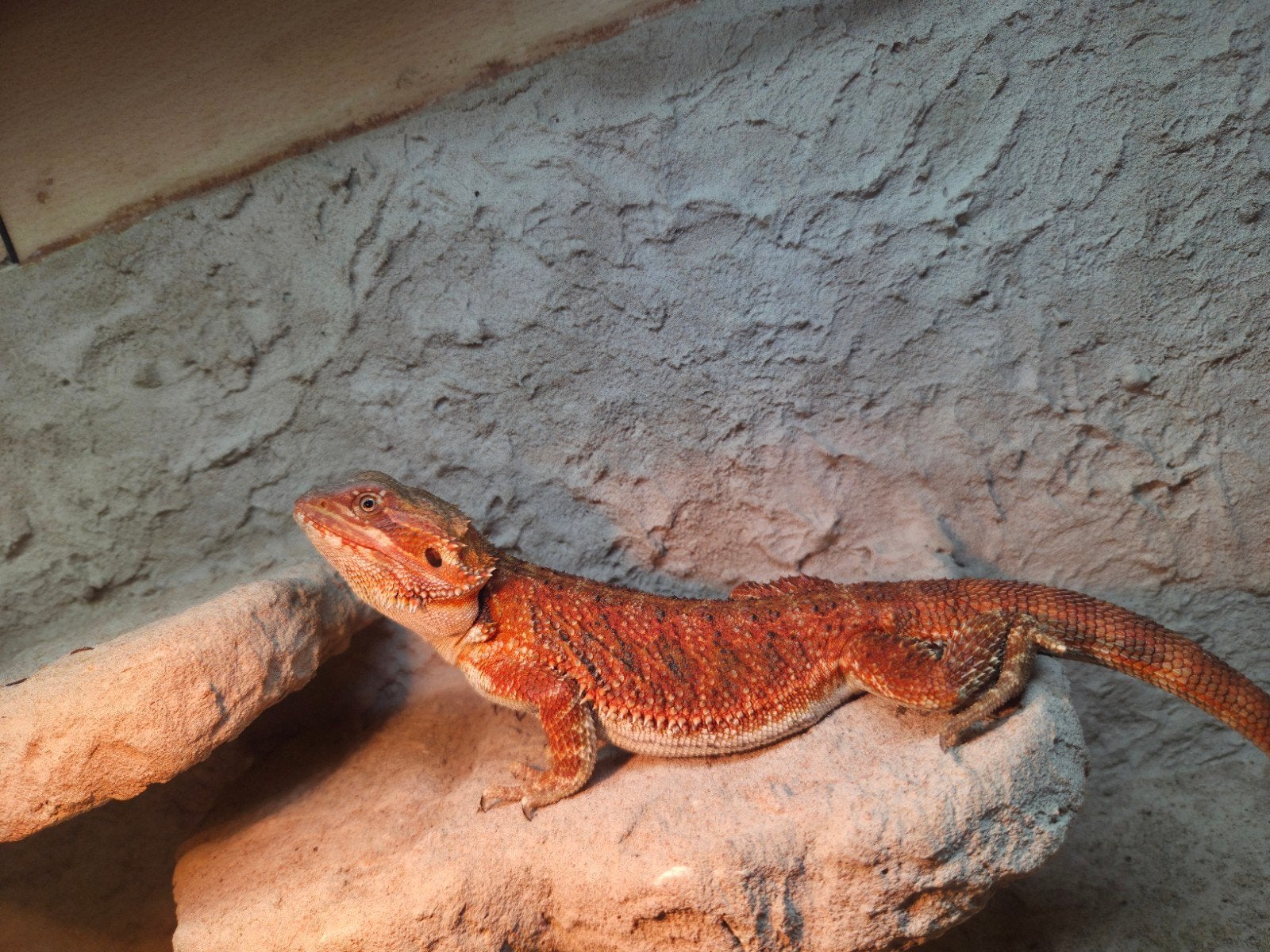 mooie spanishred tiger baardagaam vrouwtje aangeboden Bearded Dragon - female for sale from hobby kweker DB Dragons