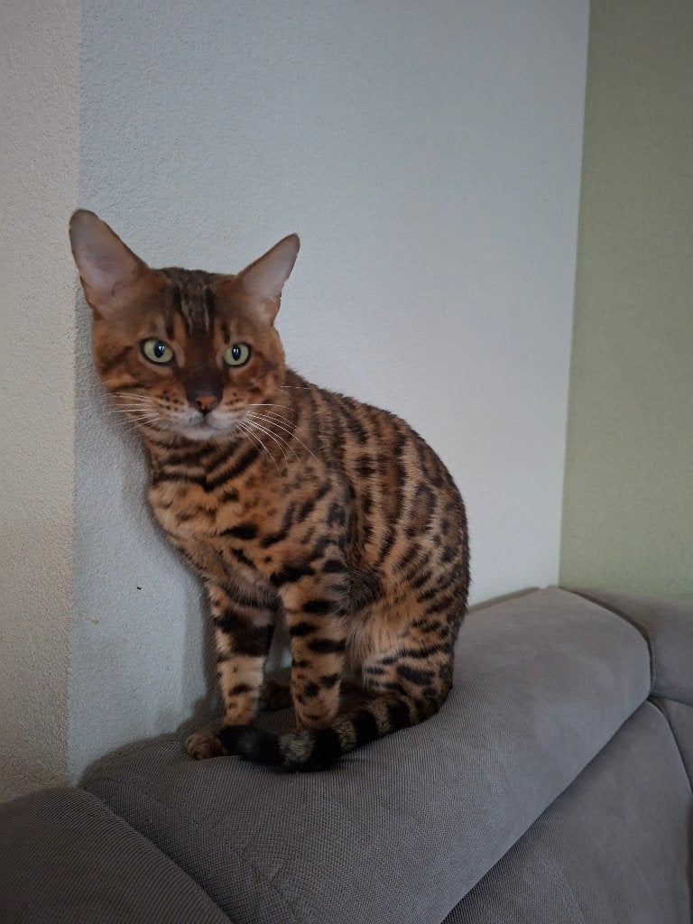 2 Bengaalse ras katten (mannetje & vrouwtje), Dieren en Toebehoren, Kater, Met stamboom, 3 tot 5 jaar