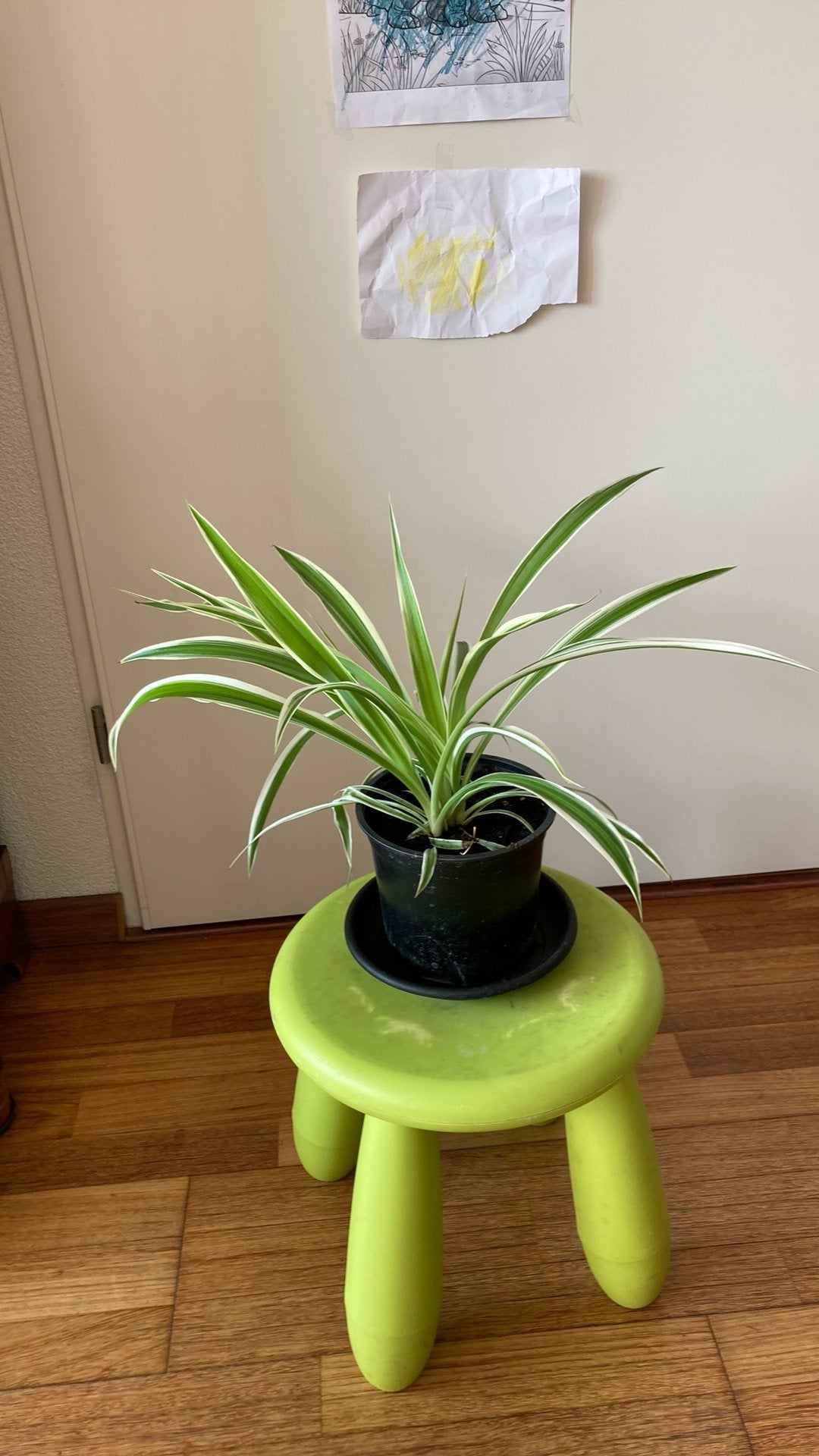 Lelie plant, Ophalen of Verzenden, Halfschaduw, Minder dan 100 cm