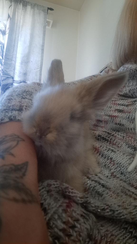 Angora konijntje te koop, Vrouwelijk, Middelgroot, 6 tot 8 jaar