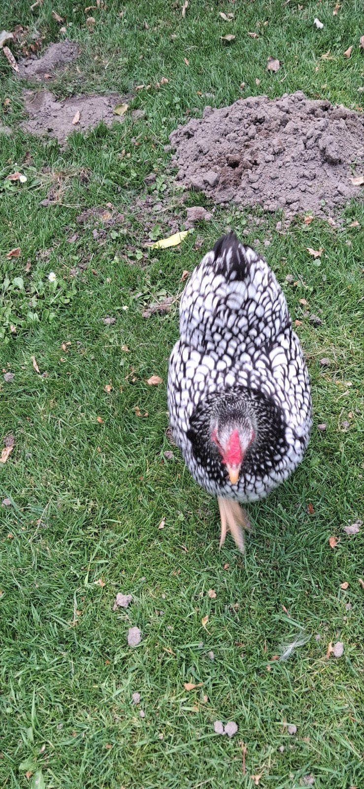7 wyandotte kuikens., Dieren en Toebehoren, Pluimvee, Vrouwelijk, Kip