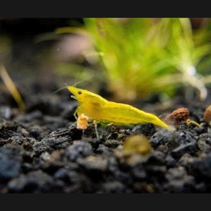 neocaridina Yellow Neon, Dieren en Toebehoren, Vissen | Aquariumvissen, Kreeft, Krab of Garnaal, Zoetwatervis